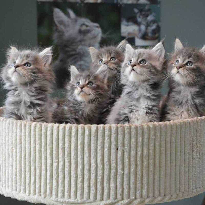 Mainecoon kittens