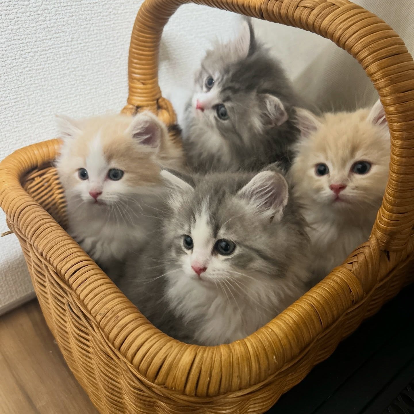 Gratis Ragdoll-kittens ter adoptie. Alleen voor geïnteresseerden die van dieren houden.