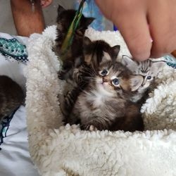 Gratis Mainecoon kittens