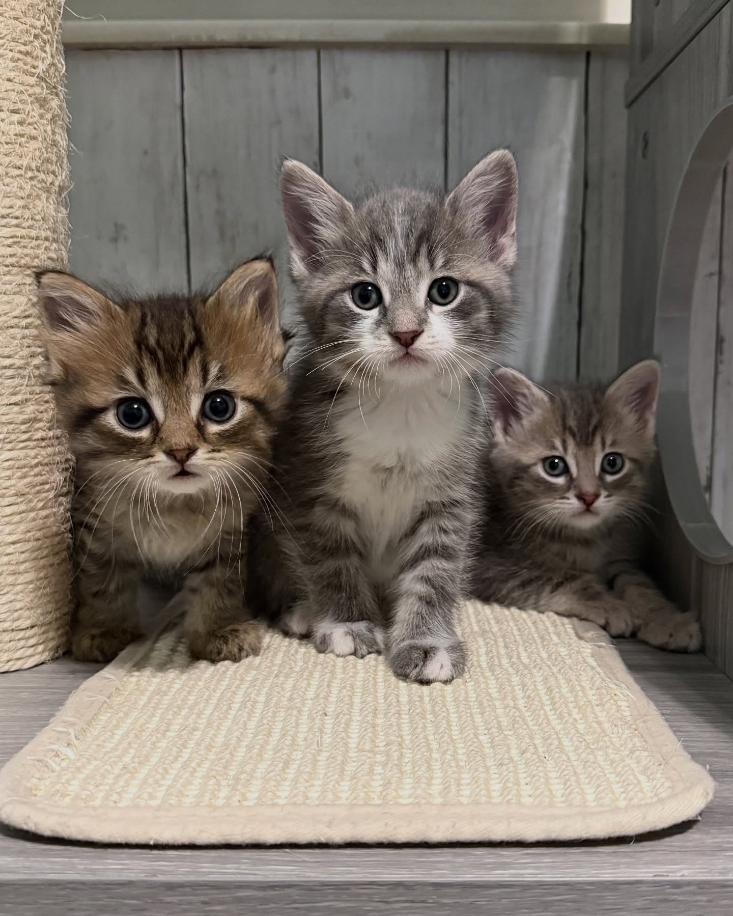 Gratis Maine Coon kittens ter adoptie. Alleen voor geïnteresseerden die van dieren houden.