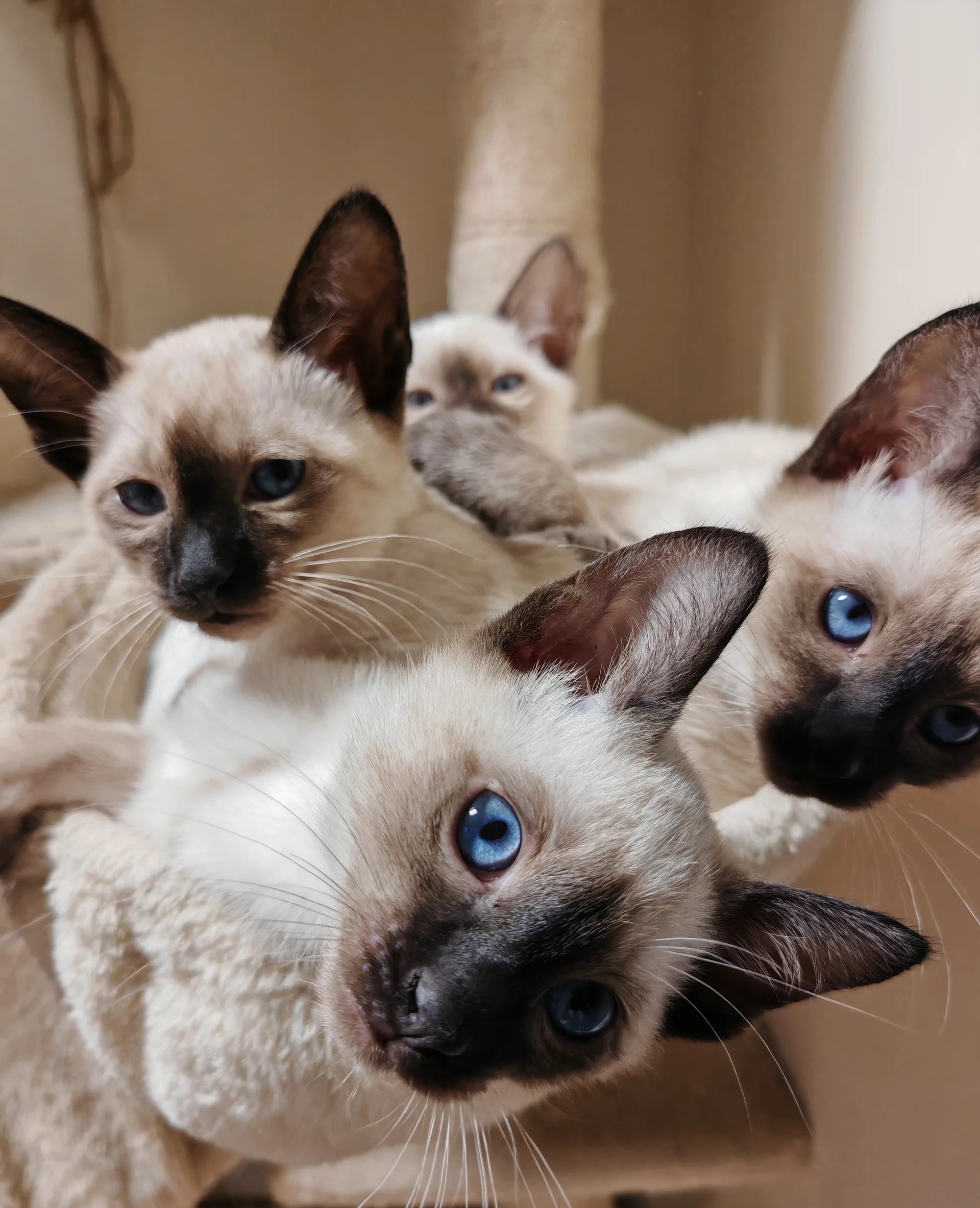 Siamese kittens gratis ter adoptie