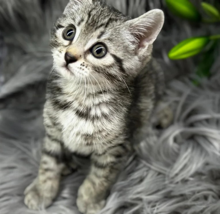 Egyptische Mau-kittens gratis ter adoptie