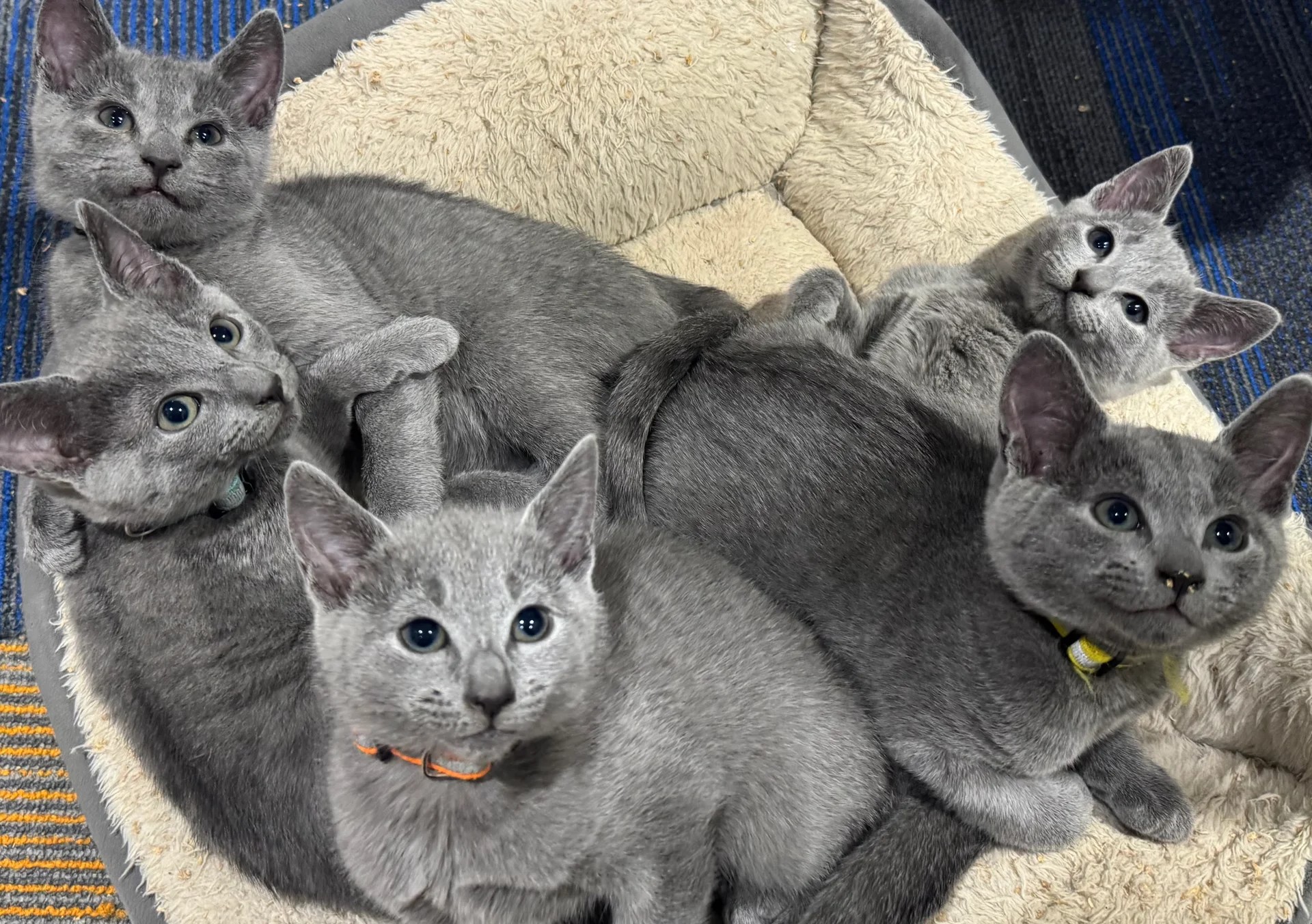 Russische blauwe kittens gratis ter adoptie