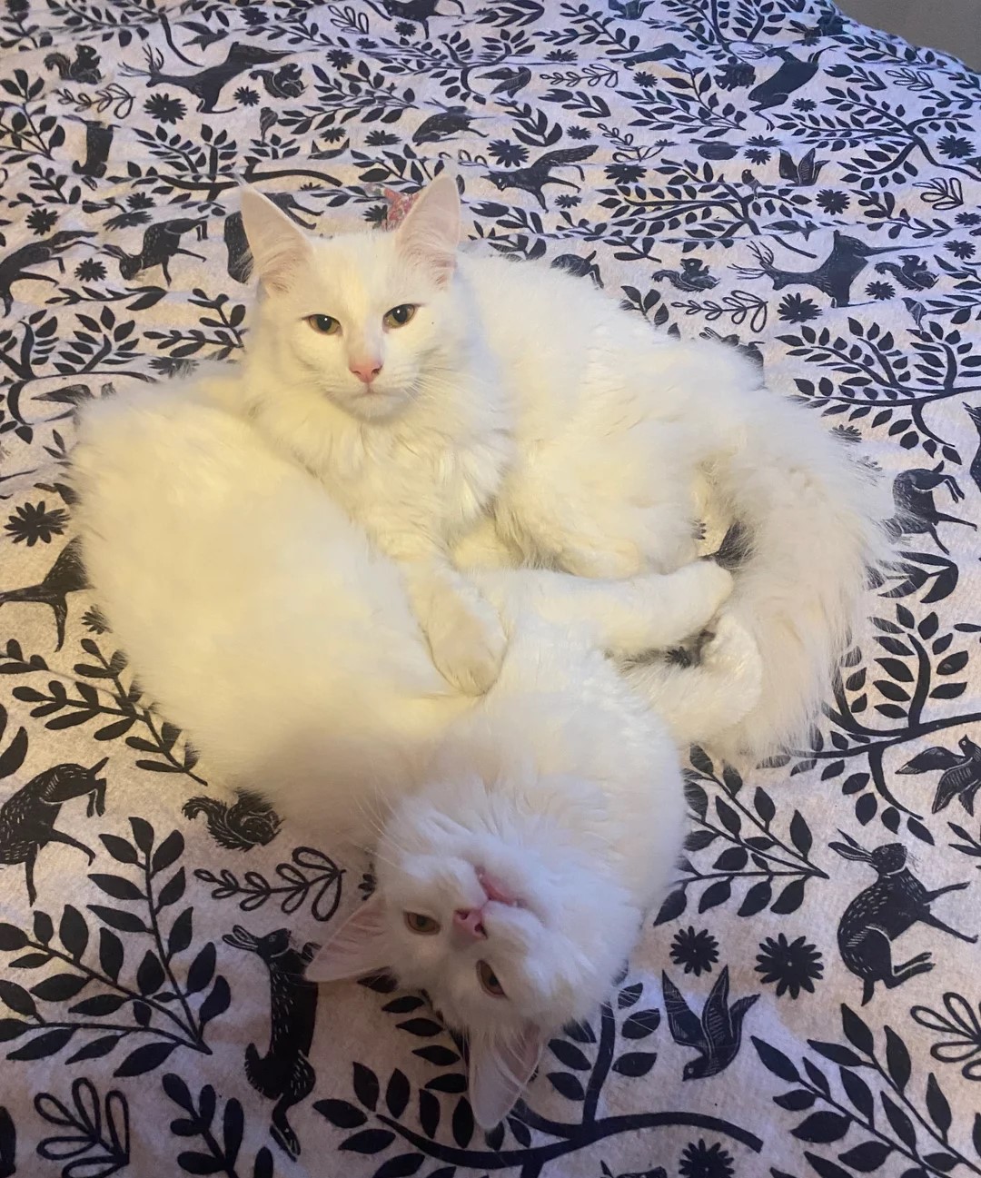 Noorse boskat ter adoptie