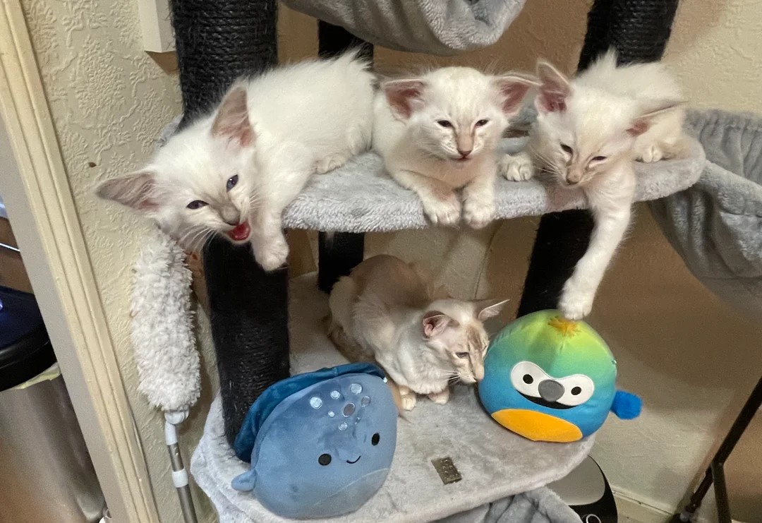 Siamese kittens