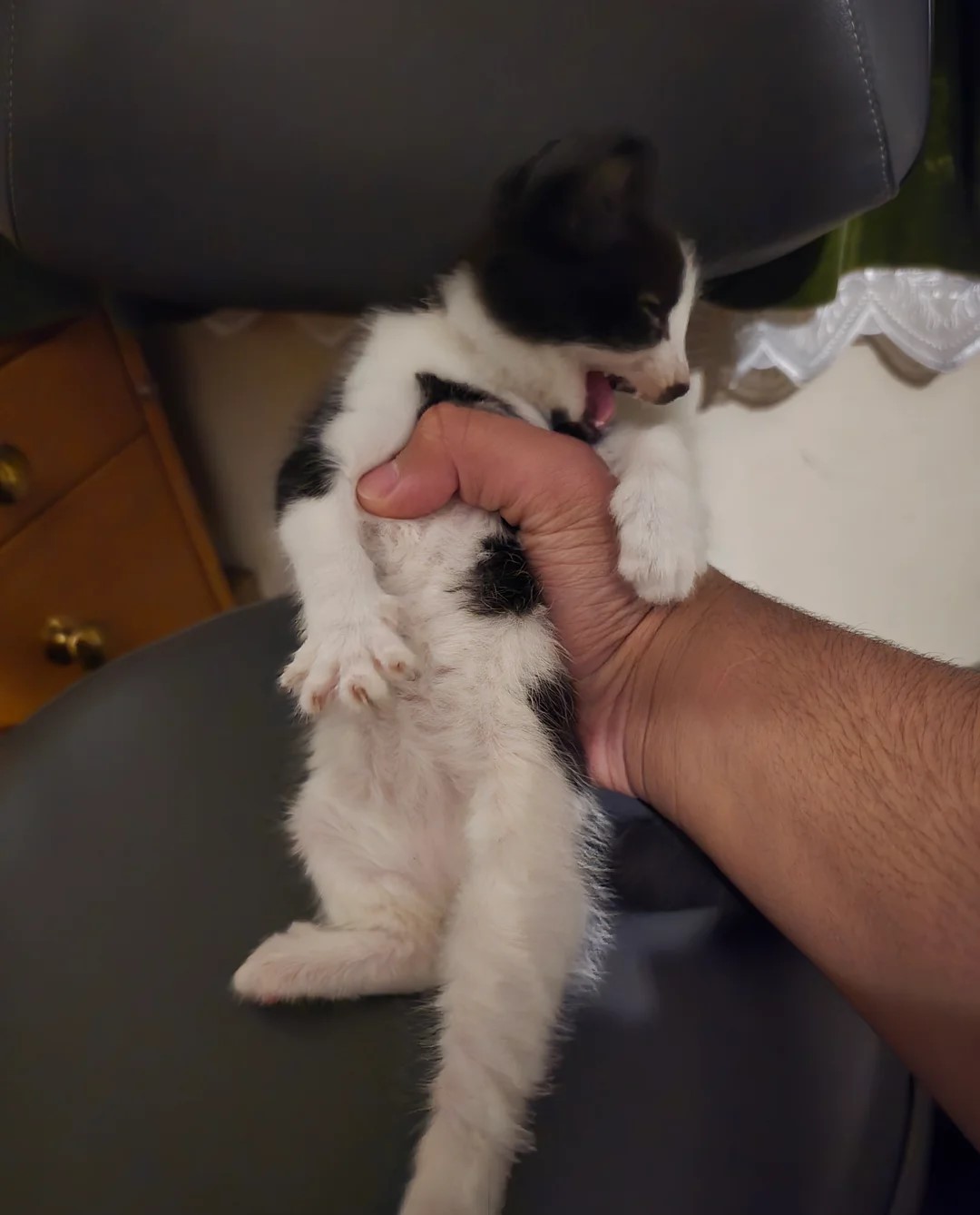 Himalaya-kittens gratis ter adoptie