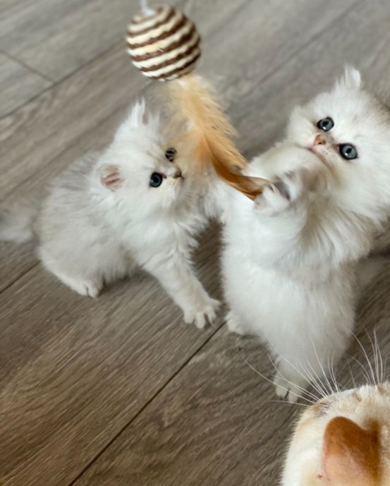 Perzische kittens gratis ter adoptie