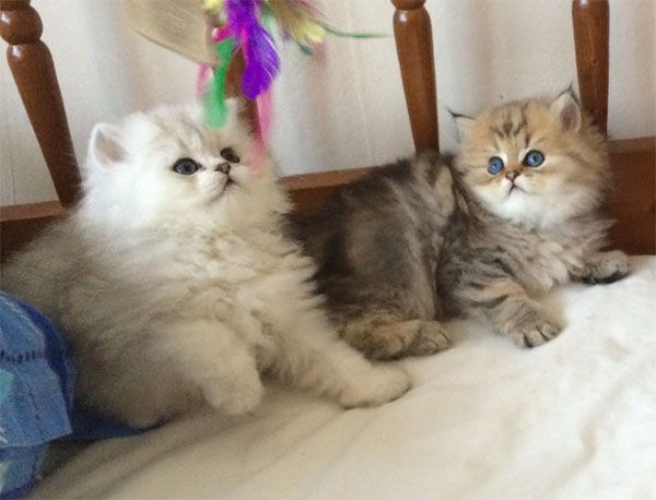 Perzische kittens gratis ter adoptie