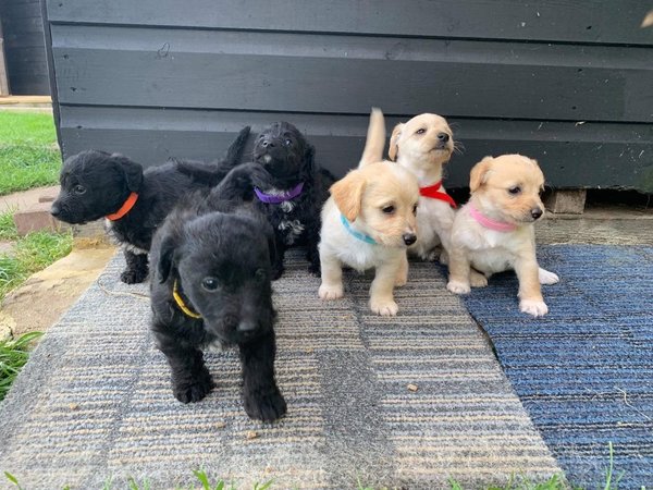 pachtige Jackapoo-puppy’s klaar