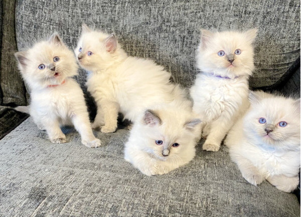 Ragdoll kittens gratis ter adoptie