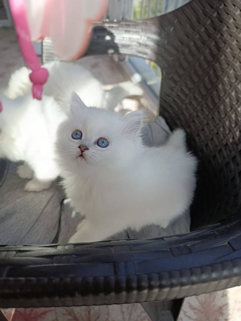 Gratis Raszuivere Ragdoll kittens