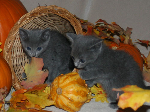 Raszuivere Ragdoll-kittens