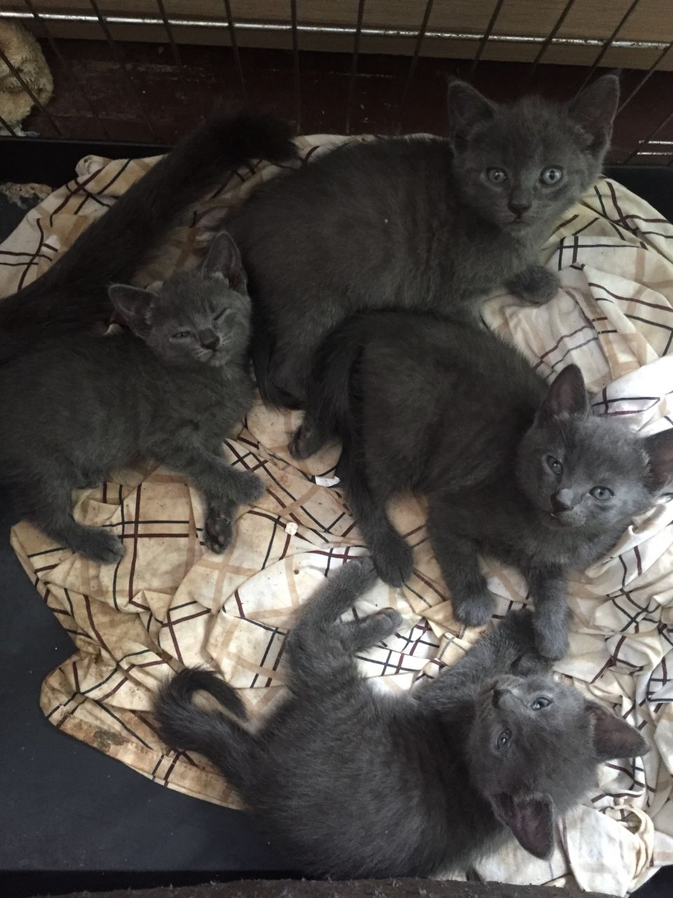 Russisch Blauw Kittens – 12 Weken Oud en Ter Adoptie