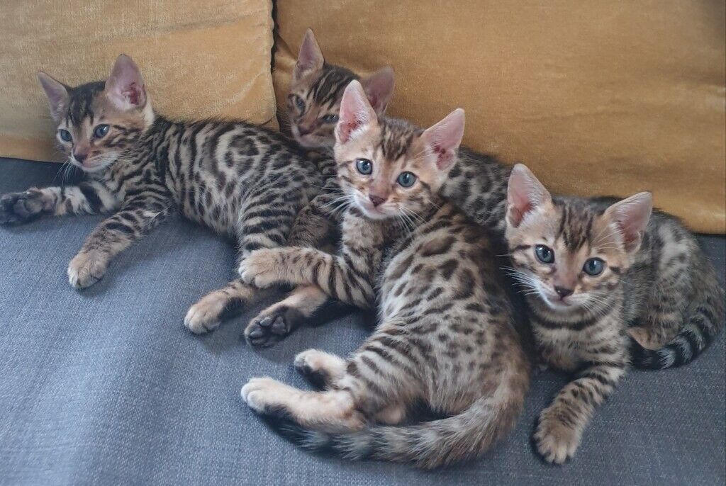 F2 Savannah kittens beschikbaar.