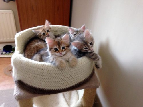Siberische kittens
