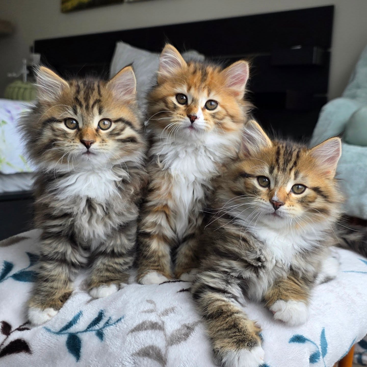 Gratis Siberische kittens ter adoptie. Alleen voor geïnteresseerden die van dieren houden.