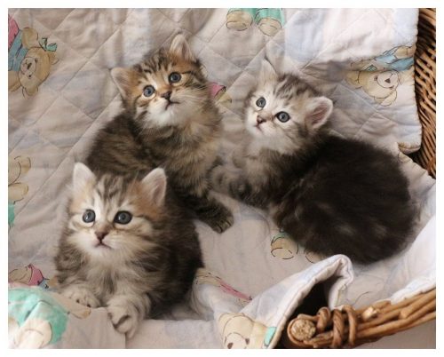 Siberische kittens
