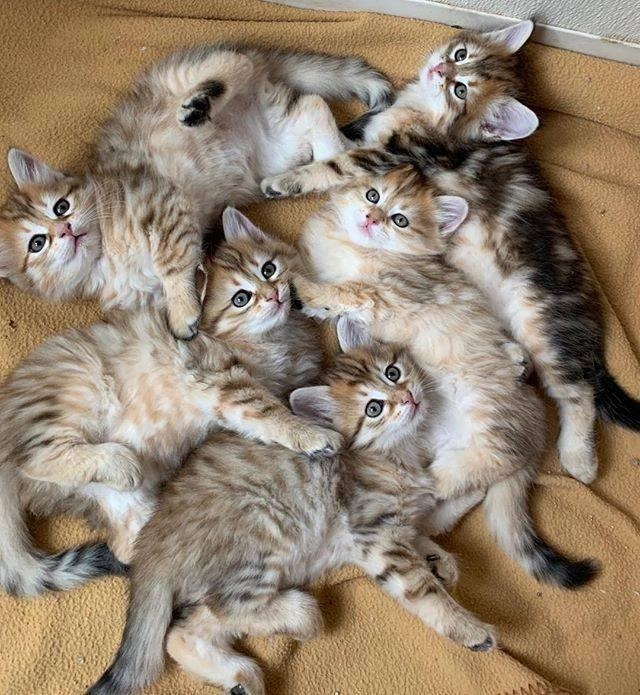 Gratis intelligente Siberische kittens beschikbaar voor adoptie, nu klaar om geadopteerd te worden.