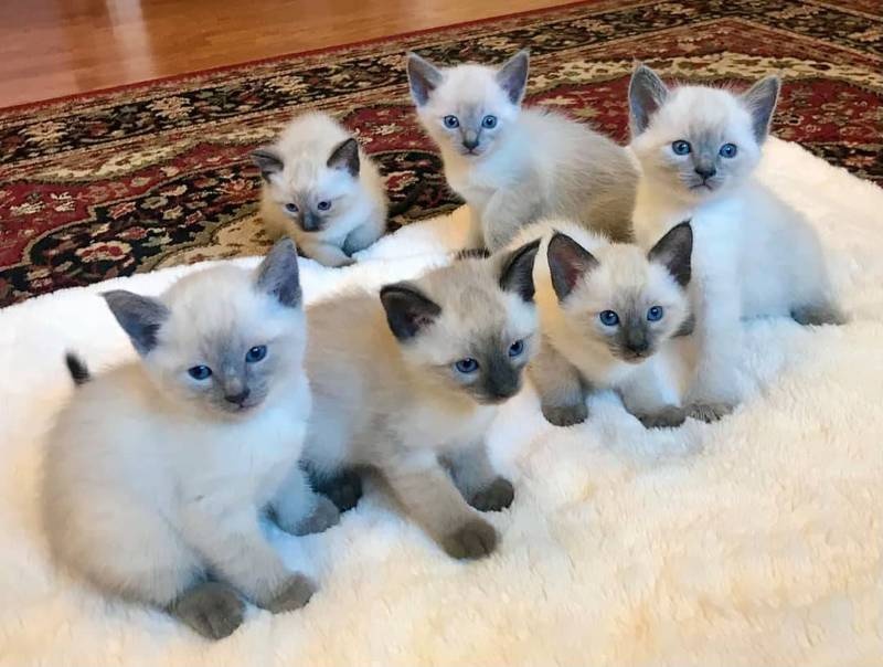 Siamese kittens