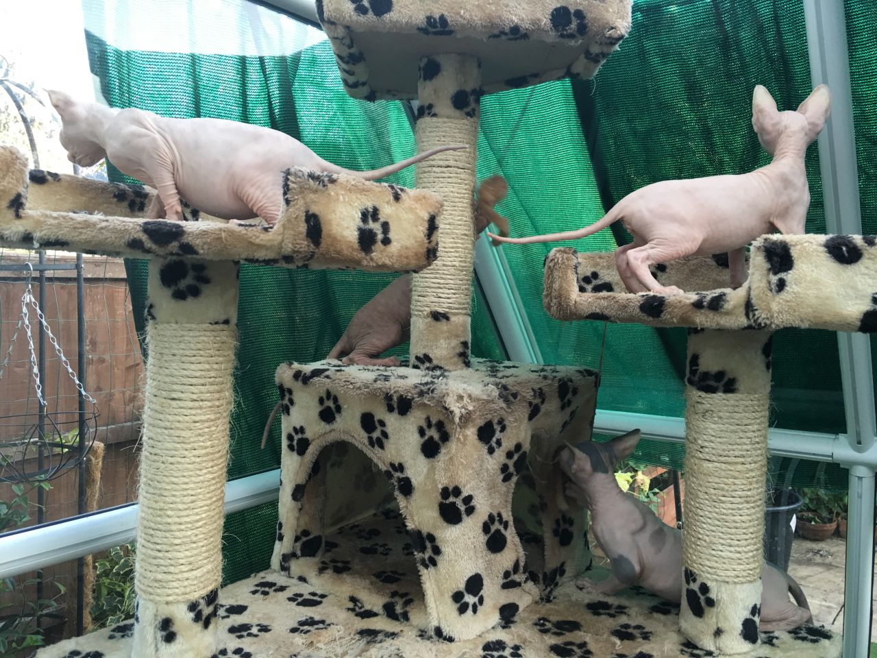 Sphynx kittens