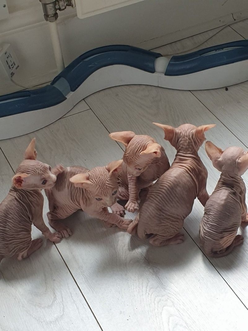 Gratis Sphynx nu beschikbaar.