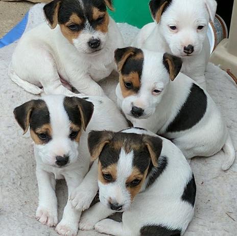 Jack Russell-puppy’s