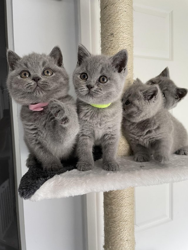 Gratis Brits korthaar blauw kittens ter adoptie.