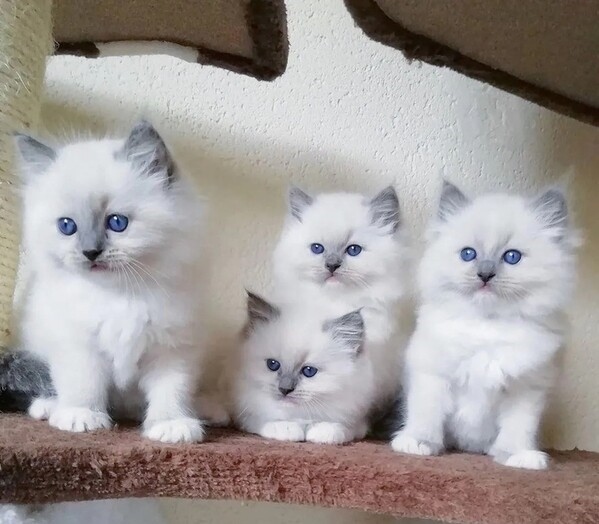 Gratis Raszuivere Ragdoll kittens