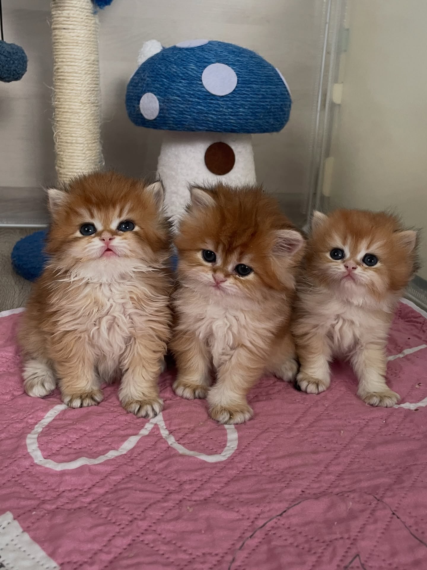 Gratis Perzische kittens ter adoptie. Alleen voor geïnteresseerde dierenliefhebbers.