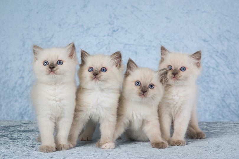 Gratis Ragdoll-kittens ter adoptie. Alleen voor geïnteresseerden die van dieren houden.