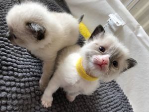 Ragdoll kittens