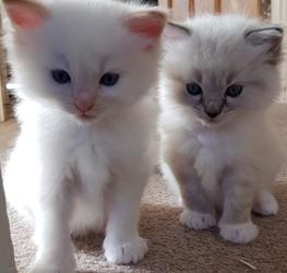 Ragdoll kittens gratis ter adoptie