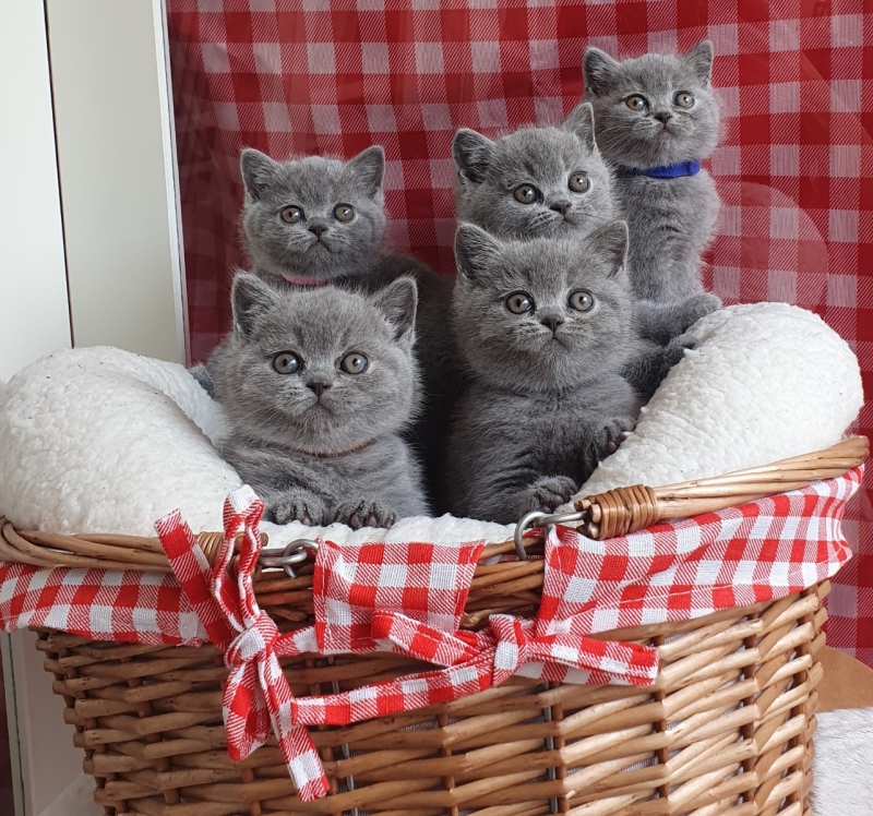 BHK Brits Korthaar kittens