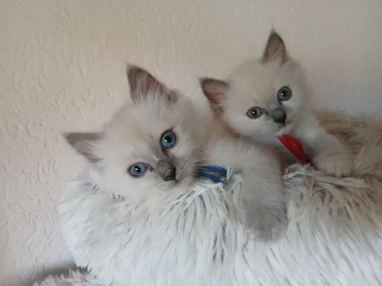 Heilige Birmaan-kittens beschikbaar voor liefdevolle huizen
