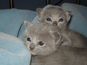 Gratis Russisch-blauwe kittens ter adoptie. Alleen voor geïnteresseerde dierenliefhebbers.