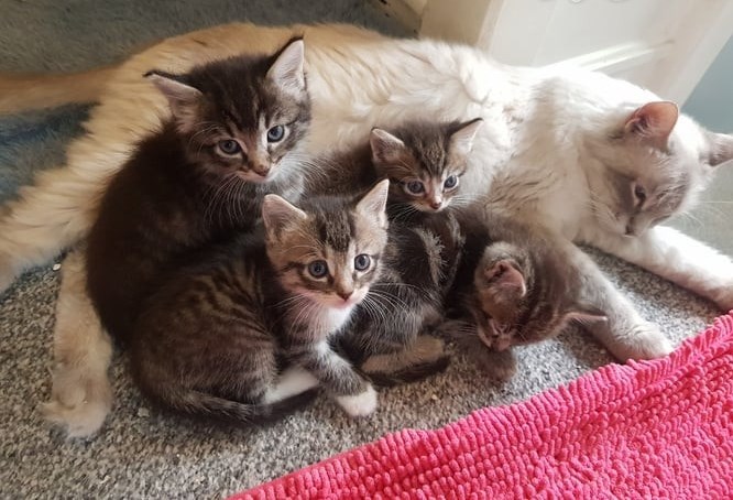 Gratis Maine Coon kittens ter adoptie. Alleen voor geïnteresseerden die van dieren houden.