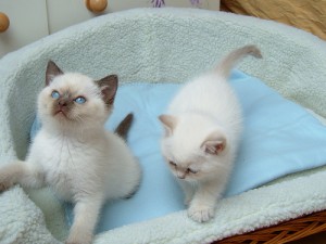 Gratis Birmaanse kittens ter adoptie. Alleen voor geïnteresseerden die van dieren houden.
