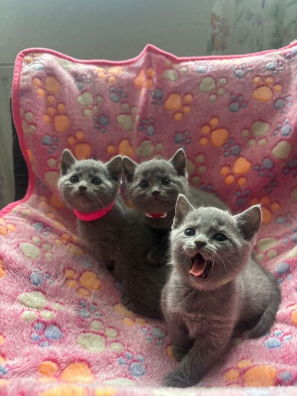 Gratis Russisch-blauwe kittens ter adoptie. Alleen voor geïnteresseerde dierenliefhebbers.