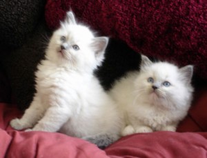 Gratis Ragdoll-kittens ter adoptie. Alleen voor geïnteresseerden die van dieren houden.