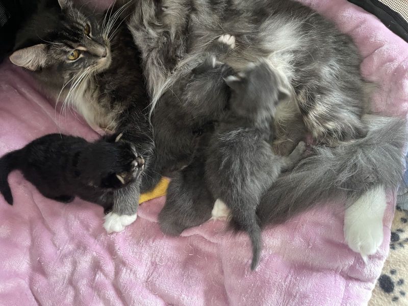 Gratis Boskat-kittens ter adoptie. Alleen voor geïnteresseerde dierenliefhebbers.