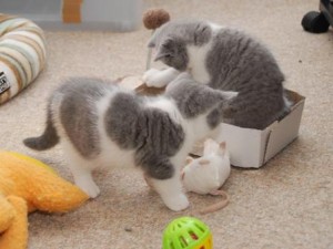 Gratis Britse korthaar kittens ter adoptie. Alleen voor geïnteresseerden die van dieren houden.