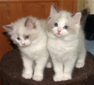 Gratis Ragdoll-kittens ter adoptie. Alleen voor geïnteresseerden die van dieren houden.