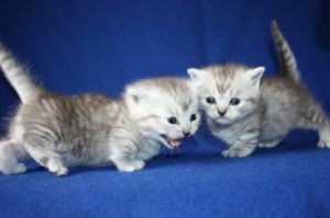 Raszuivere Munchkin kittens ter adoptie