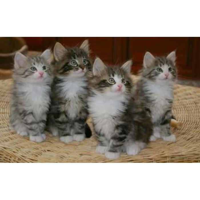 Gratis Maine Coon kittens ter adoptie. Alleen voor geïnteresseerden die van dieren houden.