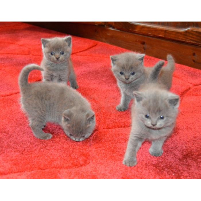 Gratis Britse korthaar kittens ter adoptie. Alleen voor geïnteresseerden die van dieren houden.