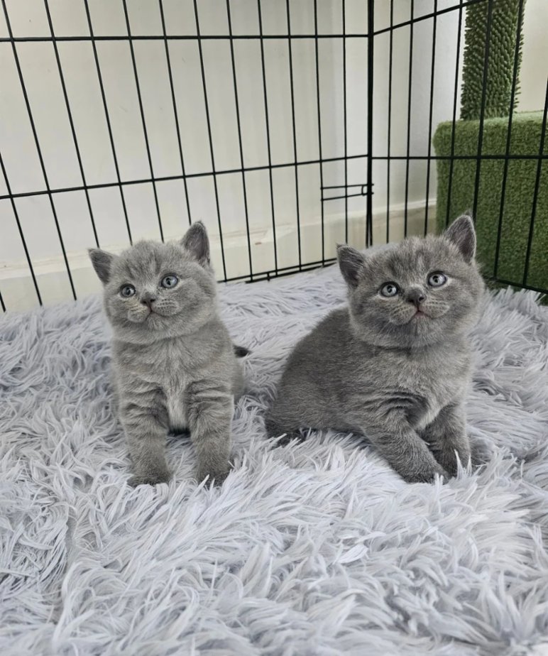 Gratis Britse korthaar kittens ter adoptie. Alleen voor geïnteresseerden die van dieren houden.