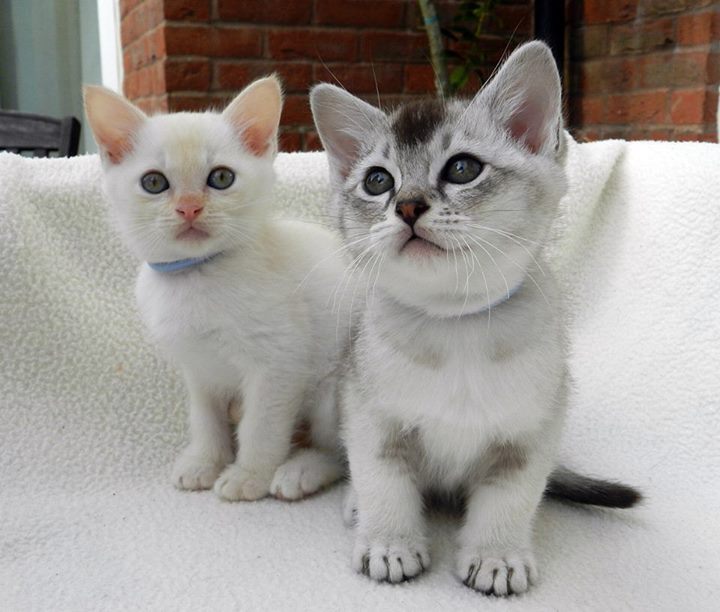 Birmaanse kittens. Onze mooiste ooit!