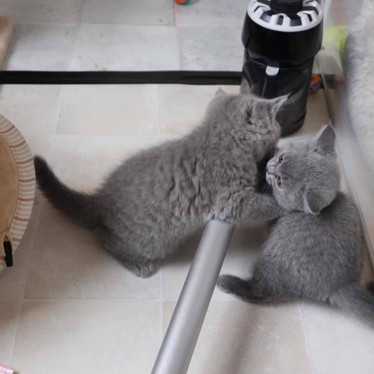 Britse korthaar kittens