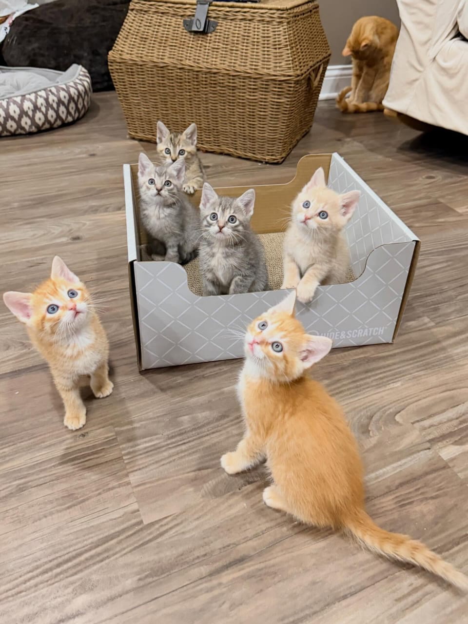 Gratis Maine Coon kittens ter adoptie. Alleen voor geïnteresseerden die van dieren houden.