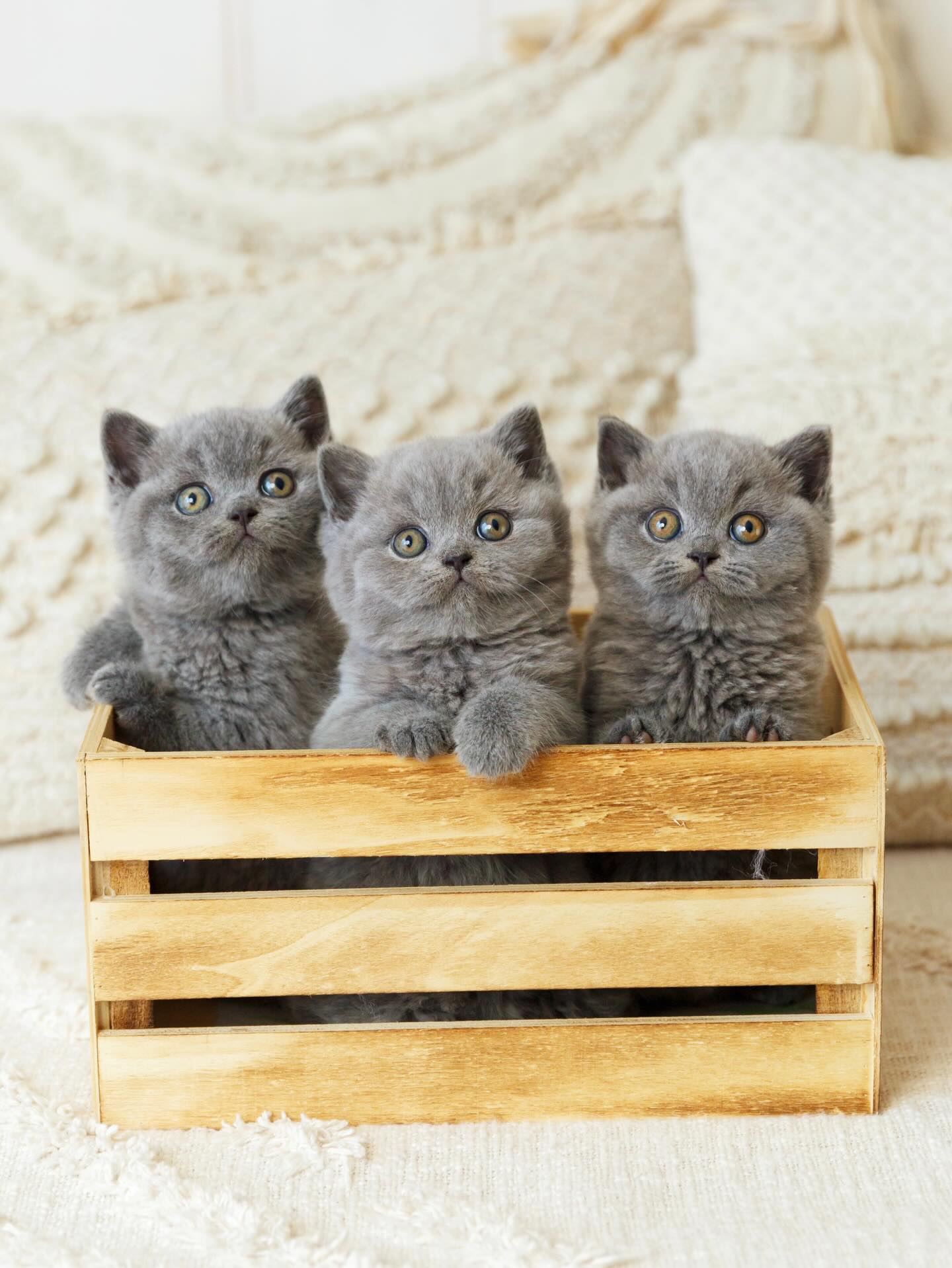 BHK Britse Korthaar Kittens